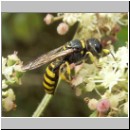 Ectemnius lituratus - Grabwespe w03.jpg